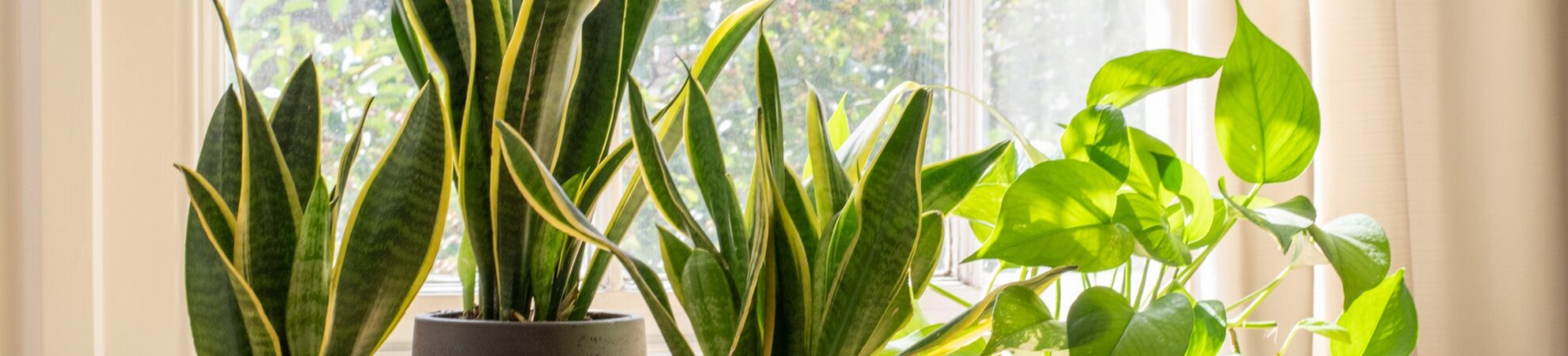 Indoor houseplants next to a window in a beautifully designed home or flat interior.